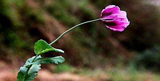 《消逝的光芒2》中文配音演示将于9月17日公开